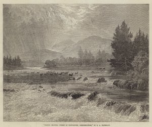 Passerende byger, Forest of Glentanner, Aberdeenshire